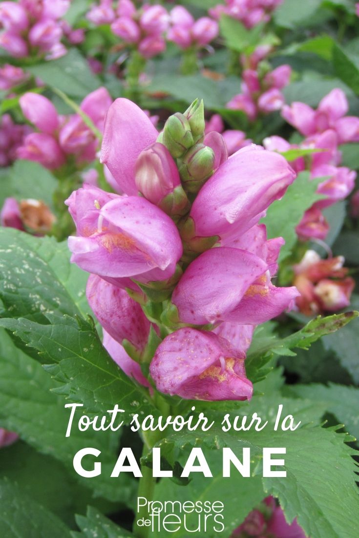 Galane, Chelone obliqua: Pflanzen, Pflegen