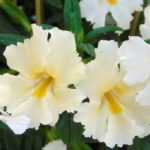 Gauklerblume: Pflanzung und Pflege
