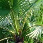 Priesterpalme: Pflanzen, Pflege und Kultur