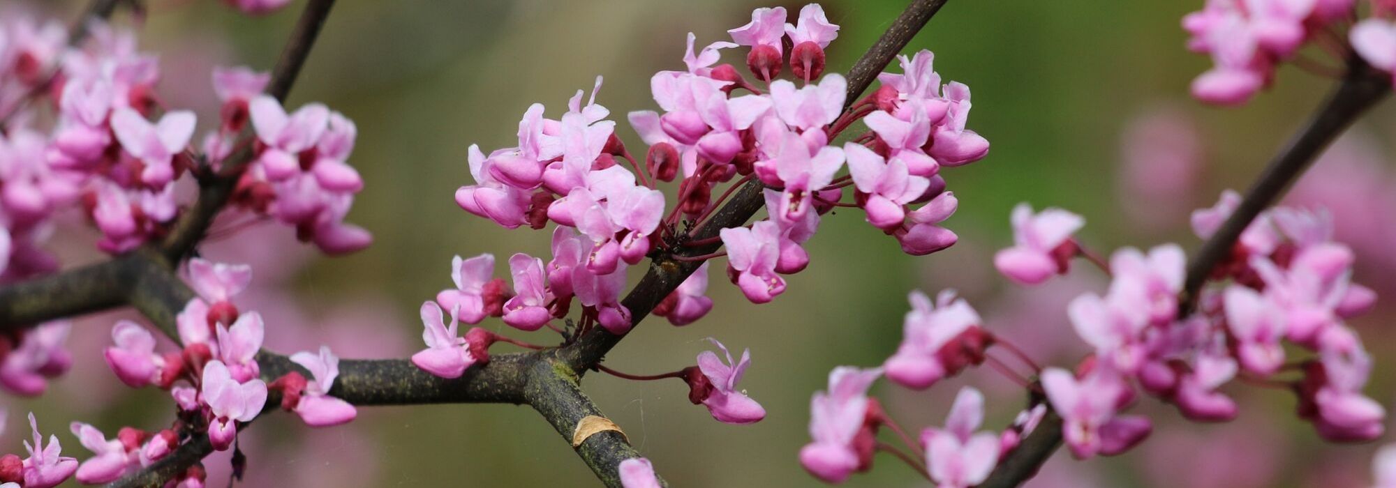 Blühende Bäume: 7 Garten-Favoriten