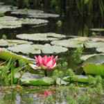 Aquatische Pflanzen für Teich oder Weiher choisir