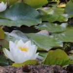 Teich bepflanzen: Wo und wie?