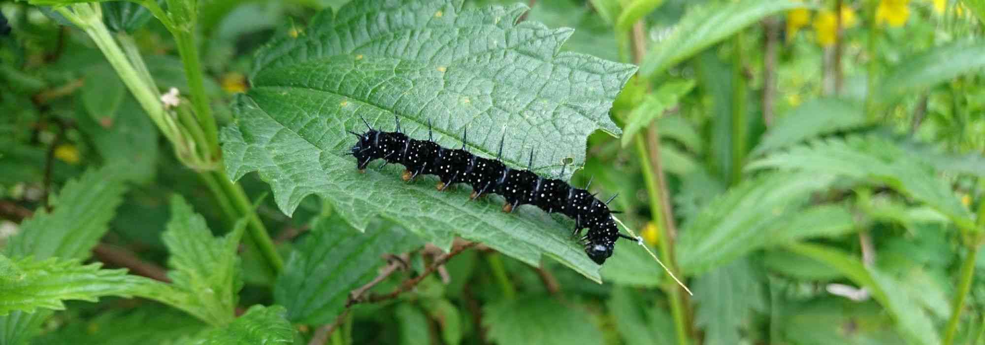 Naturnahen, ökologischen Garten gestalten