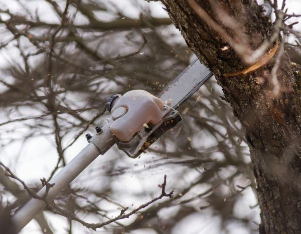 Baumschnitt: Schluss mit falschem Schnitt!