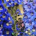 10 blau blühende Stauden für jeden Garten