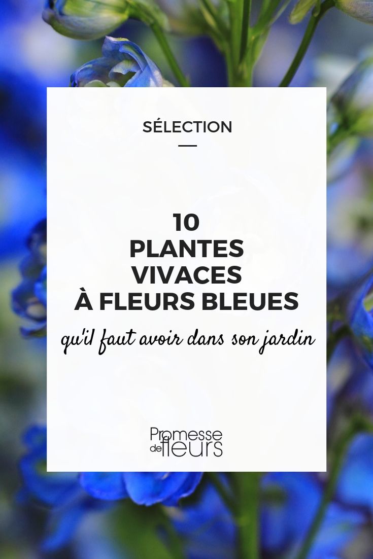 Blaue Blüten: Die besten Stauden