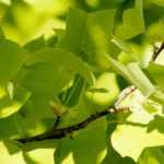 Tulpenbaum, Liriodendron: Pflanzung und Pflege