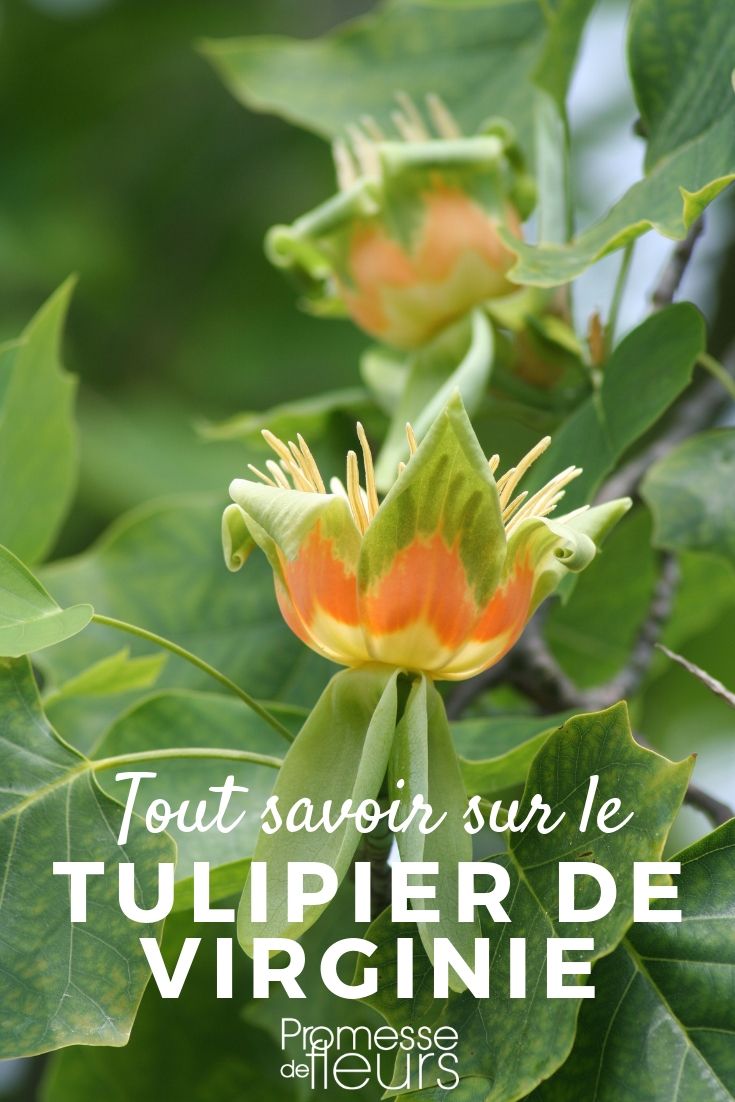 Liriodendron