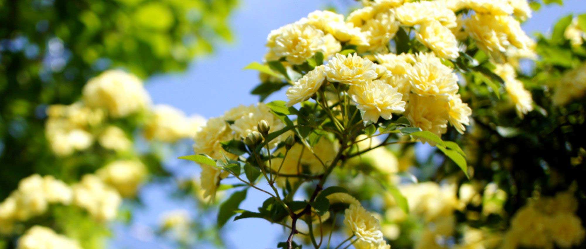 Rambler-Rosen: 10 beste Sorten