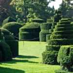 Topiary: 8 passende Sträucher