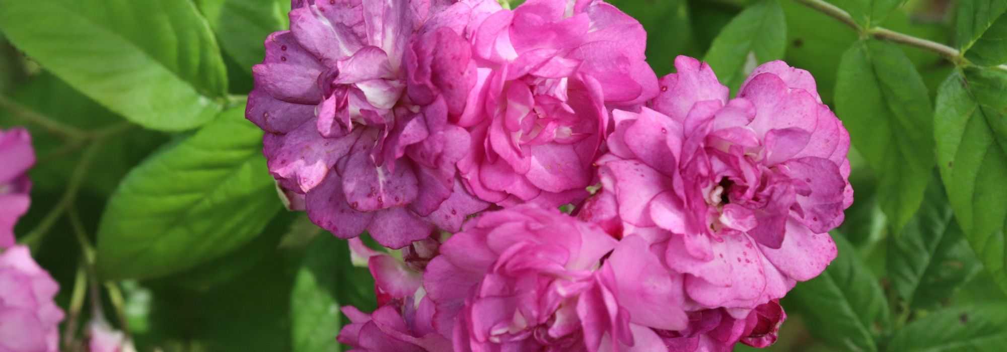 Rosen biegen (Pegging Roses)
