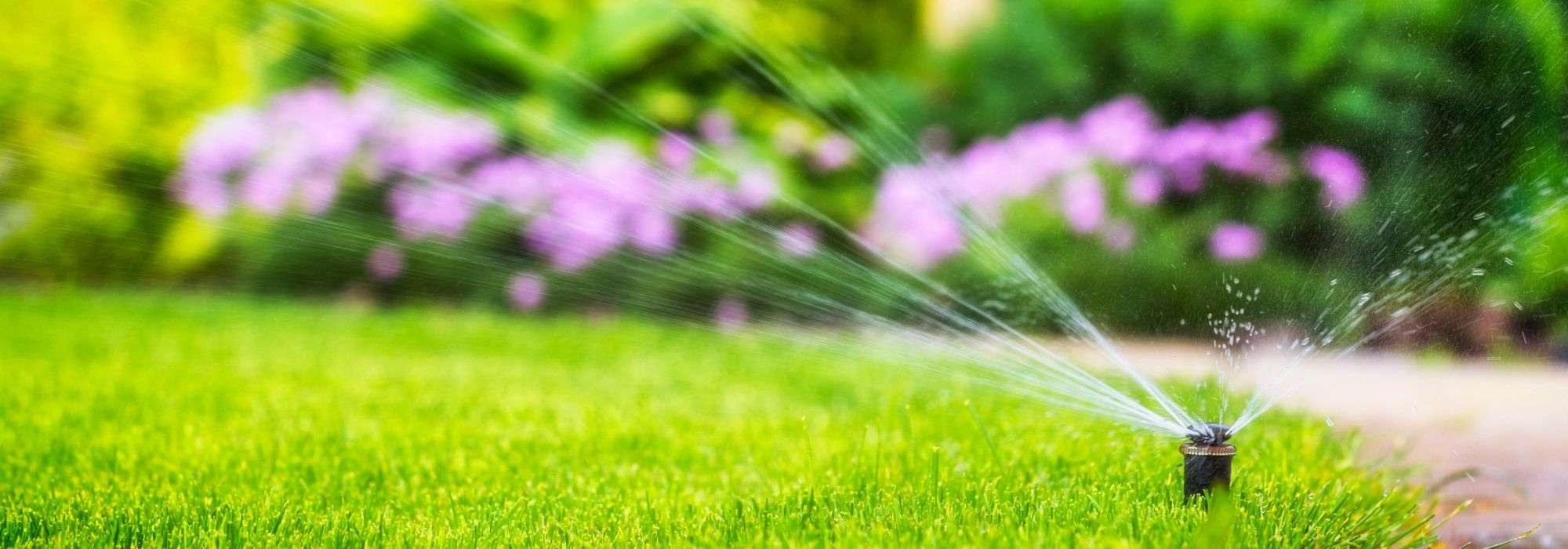 Automatische Bewässerung: Welches System wählen?