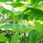 Banane im Topf: Pflanzung und Pflege