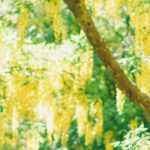 Goldregen, Laburnum: Pflanzen, Rückschnitt und Pflege