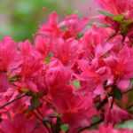 Zwerg-Rhododendren und Azaleen: beste Sorten