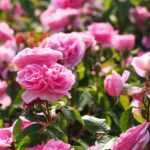 Was ist eine remontierende Rose?
