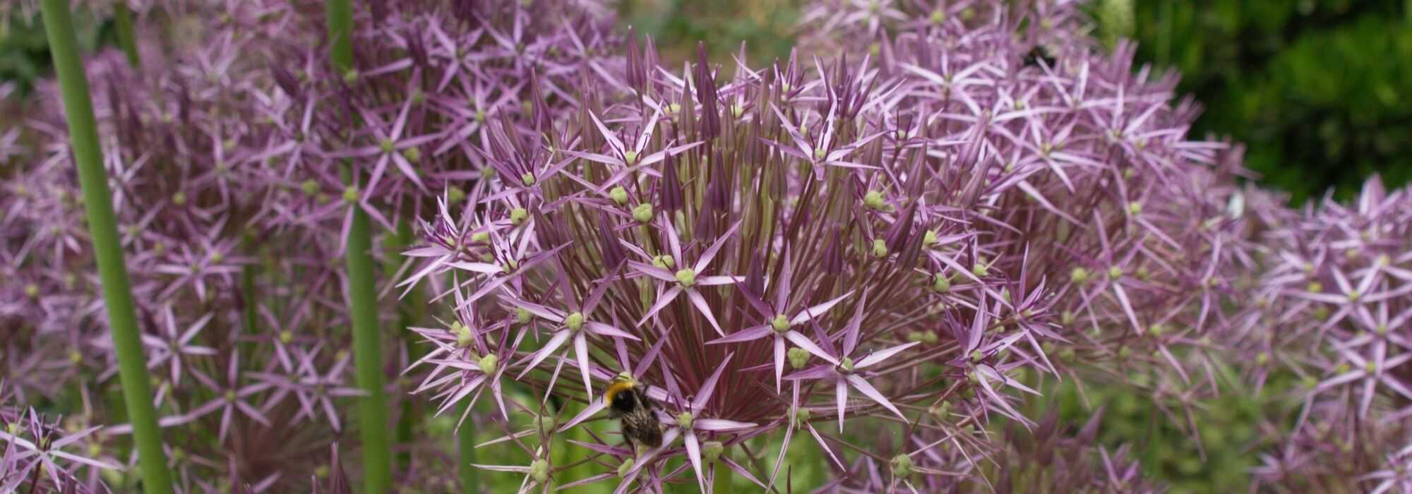 Knoblauch, Zierlauch: 10 unverzichtbare Sorten