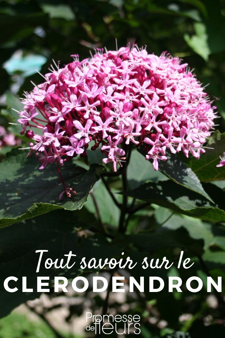 Clerodendrum