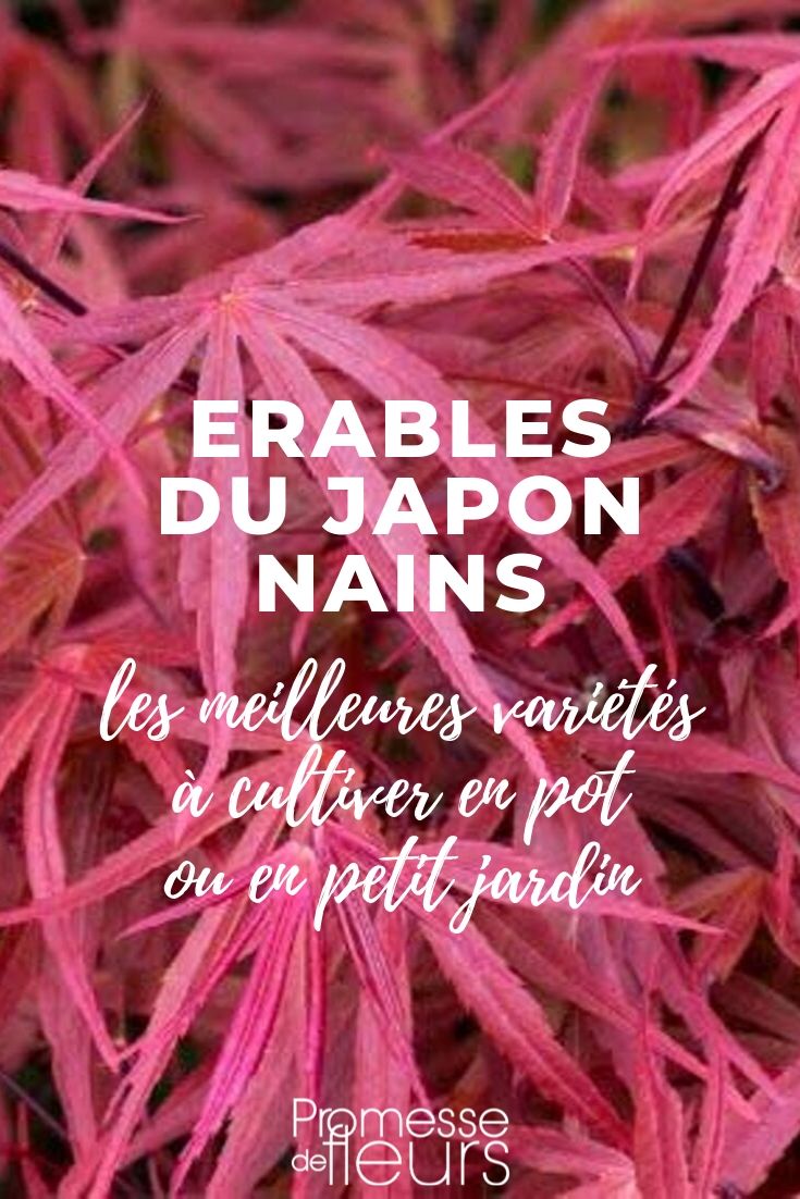 Japanischer Zwergahorn