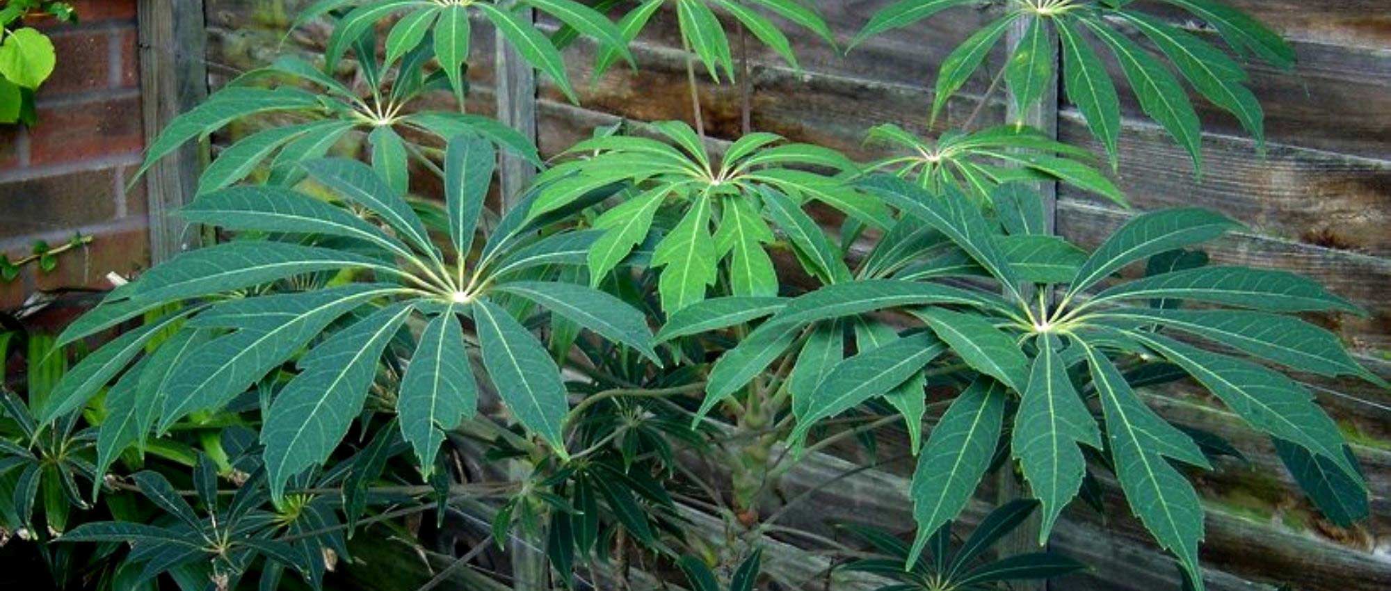 Kleine Strahlenaralie im Freien: Pflanzen und Pflege
