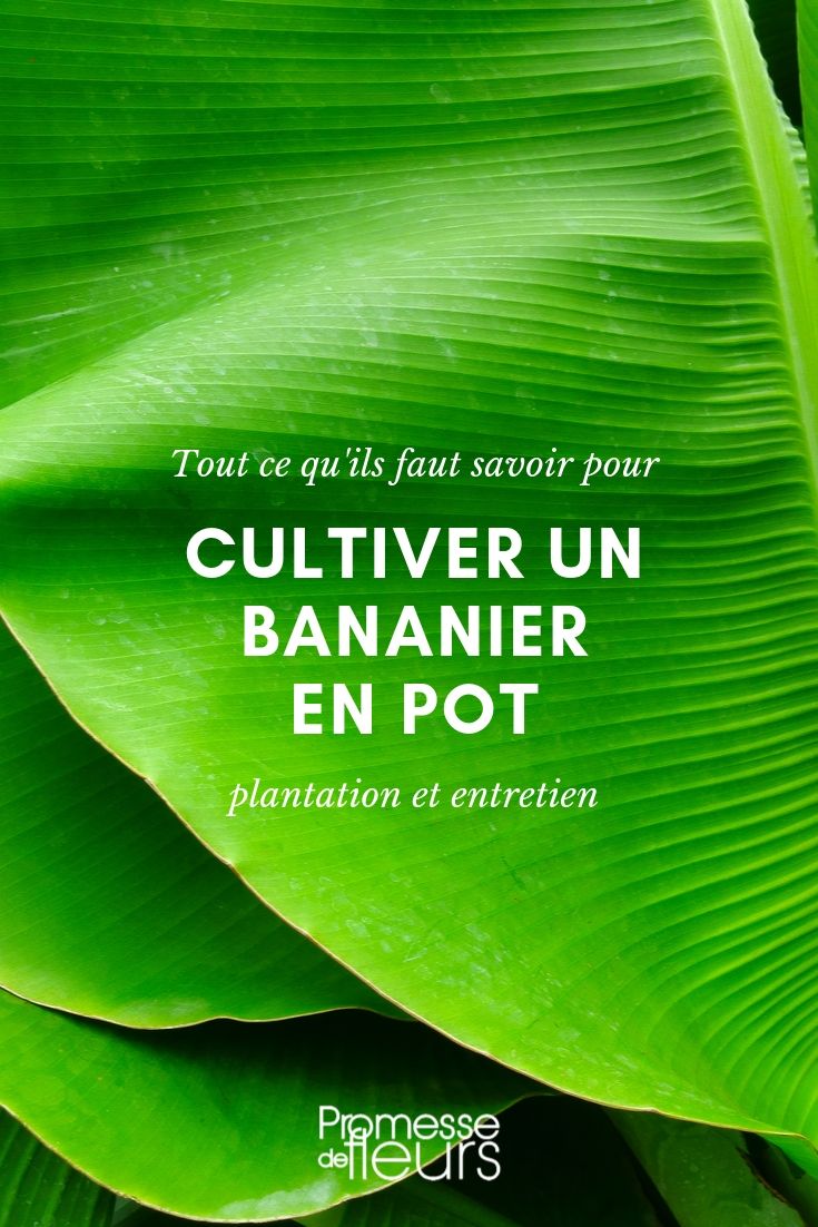 Bananier im Topf: Kultivierungstipps