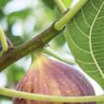 Feigenbaum: richtige Sorte wählen?