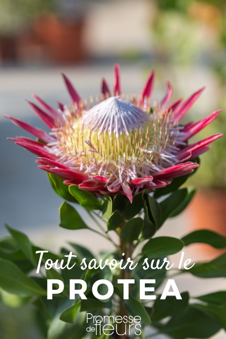 Proteas: Kulturanleitung