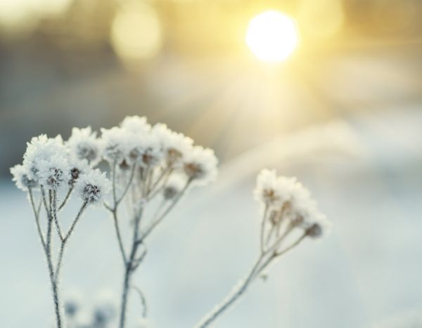 Meine Pflanze ist erfroren: Warum? Was tun?
