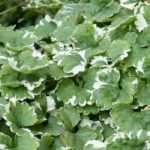 Glechoma hederacea, Gewöhnlicher Gundermann: Pflanzung, Pflege, Eigenschaften