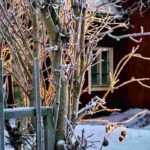 Gartenarbeiten im Winter?