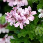 Pelargonien überwintern (Balkon-Storchschnabel)