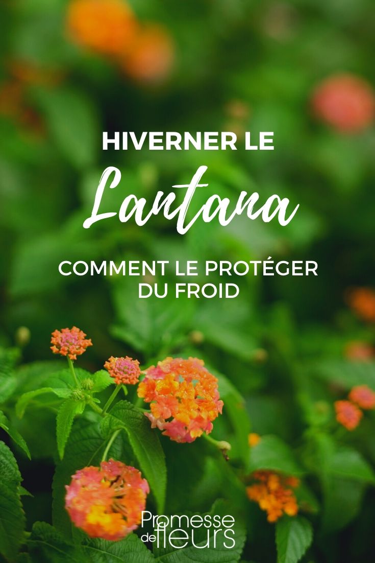 Lantana: Schutz vor Kälte im Winter