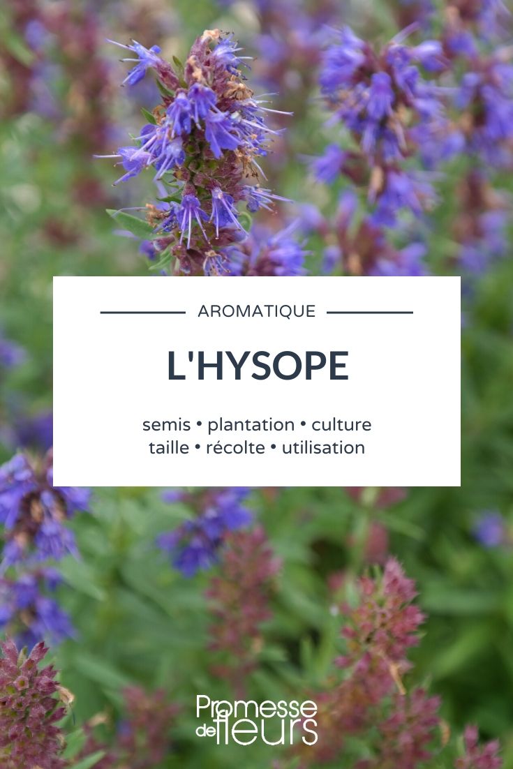Hyssopus officinalis