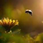 Kuhblumen: Lassen Sie sie in Ruhe!