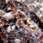 Mykorrhiza: Was ist das und wozu dient sie?