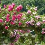 Kletterrose schneiden: Wann und wie?
