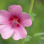 Anisodontea: Pflanzung, Pflege, Rückschnitt