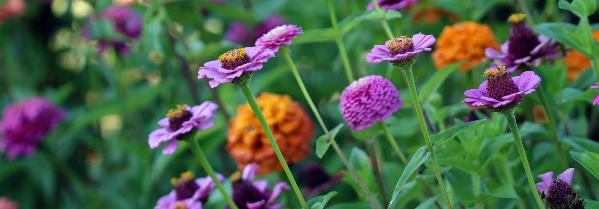 Sommerblumenkasten gestalten: 7 Ideen