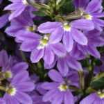 Fächerblume: Pflanzen und Pflege