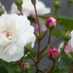 Wann und wie Rosen im Topf schneiden?