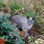 Katzen fernhalten: Mittel, Pflanzen und Tipps