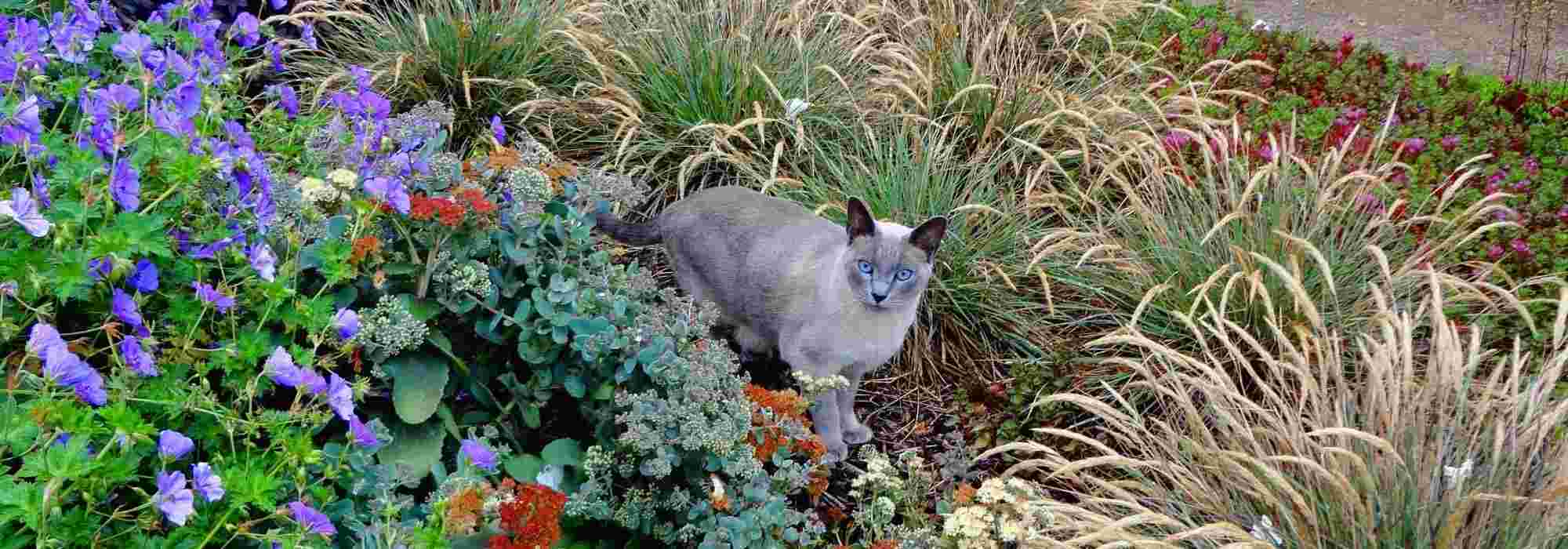 Katzen fernhalten: Mittel, Pflanzen und Tipps