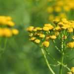 8 Pflanzen gegen Schädlinge: Schutz im Garten!