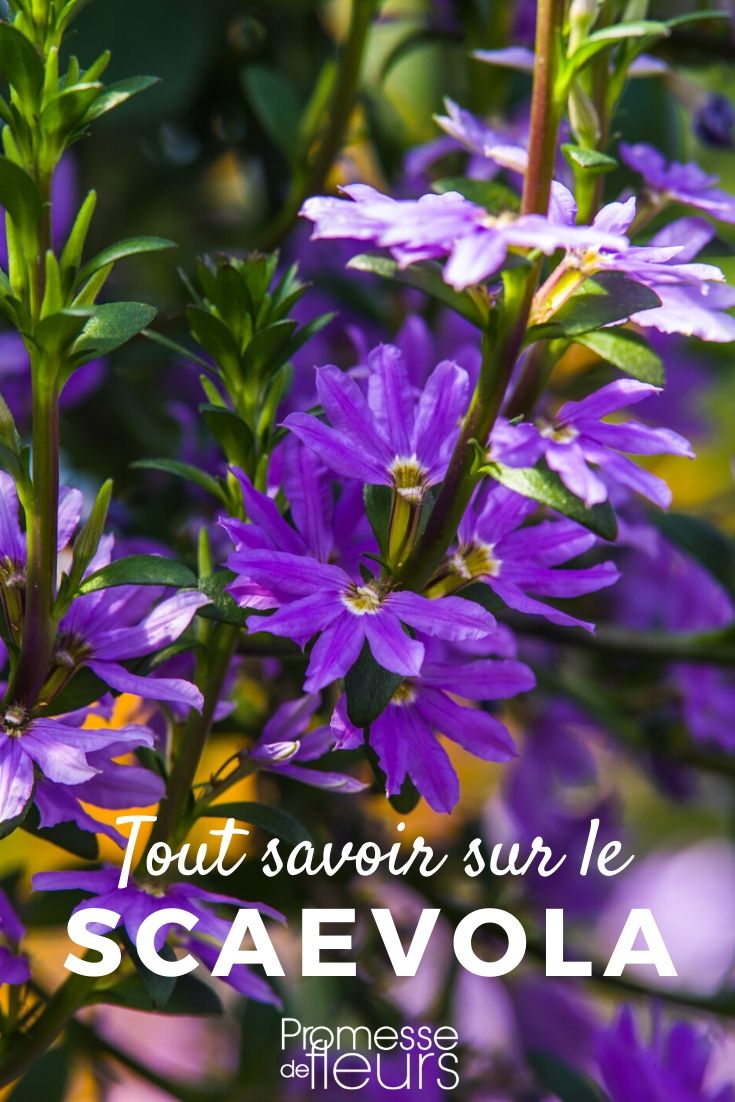 Alles, was Sie über Scaevola wissen müssen