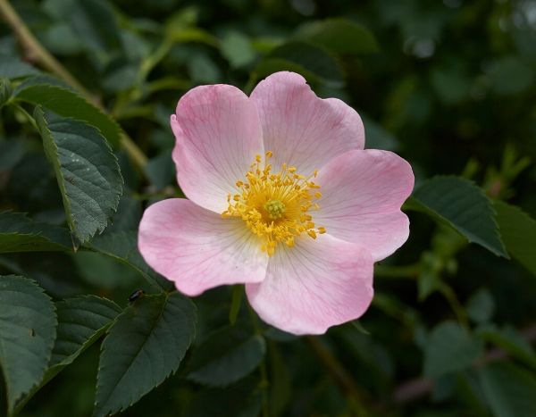 Hilfe, meine Rose verkümmert!