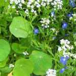 10 einfach zu säende einjährige Blumen