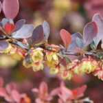 7 robuste Sträucher für Gartenanfänger