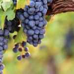 Weinreben vermehren: Stecklinge erfolgreich ziehen