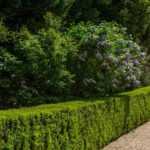 Hecke, Strauch, Baum: Welche Pflanzabstände?