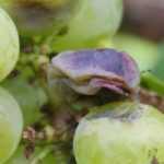 Krankheiten der Weinrebe
